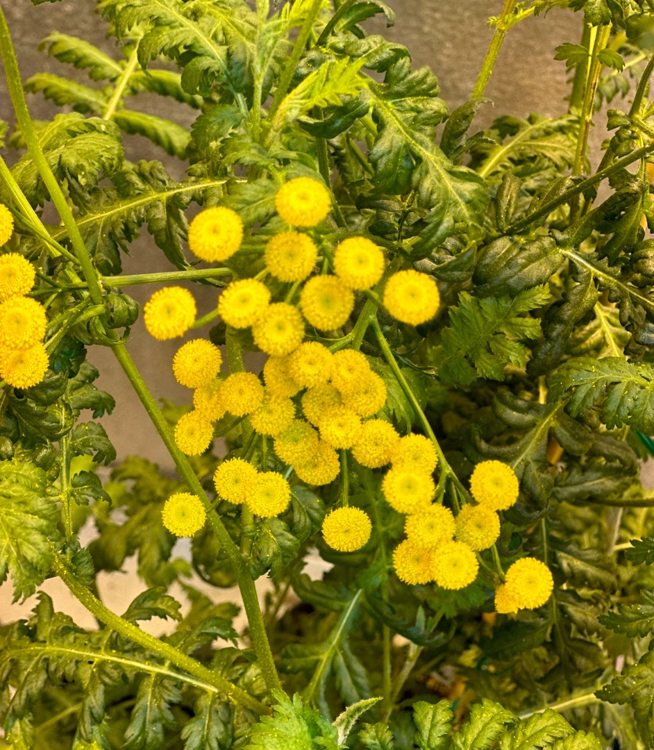 /ARSUserFiles/60123/Tansy flowering.JPG